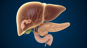 Render 3D morbido dell'albero biliare — fegato, vie biliari, colecisti e dotto pancreatico stilizzati su sfondo blu notte — che illustra l'anatomia studiata dalla colangio-RM (MRCP).
